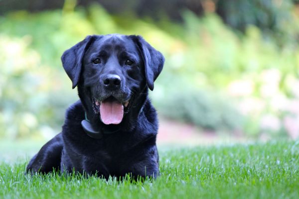 Electric Dog Fence Installation Service