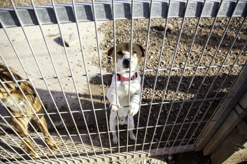 Pet Fence Installation