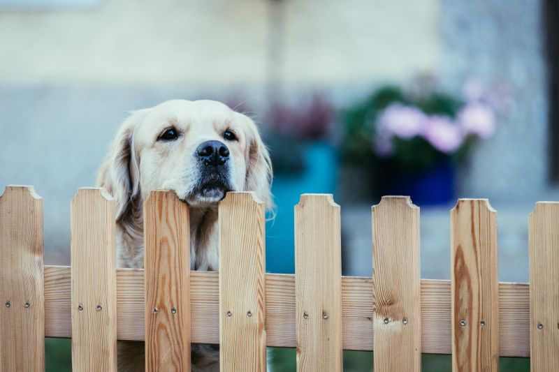 Pet Fence Installation