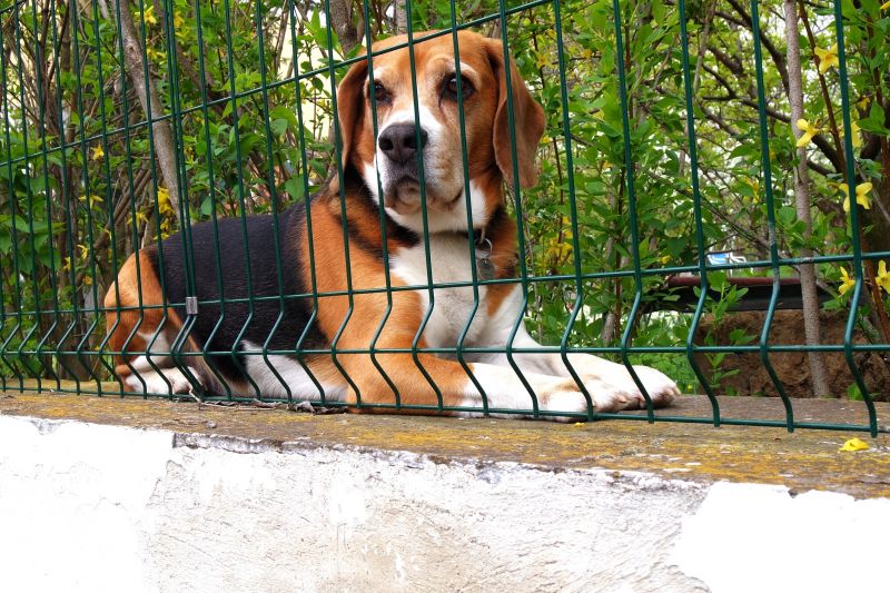Pet Fence Installation
