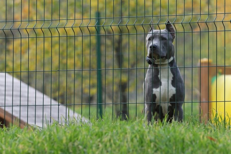 Custom Pet Fence Designs