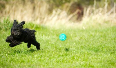 A Pet Fence Allows Your Pet to Safely Exercise in Your Yard!